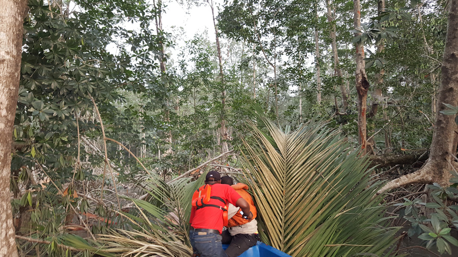 Destruction of mangrove forest pinesmap
